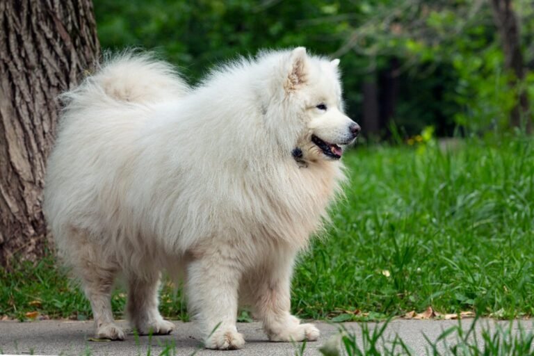 Happy fluffy white Samoyed walking outdoors in summer