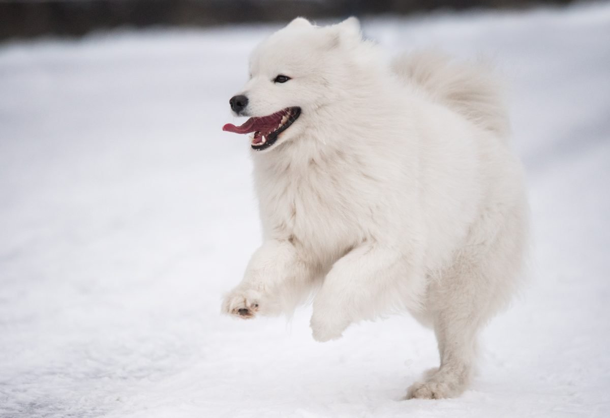 Samoyed running through snow in winter scenery