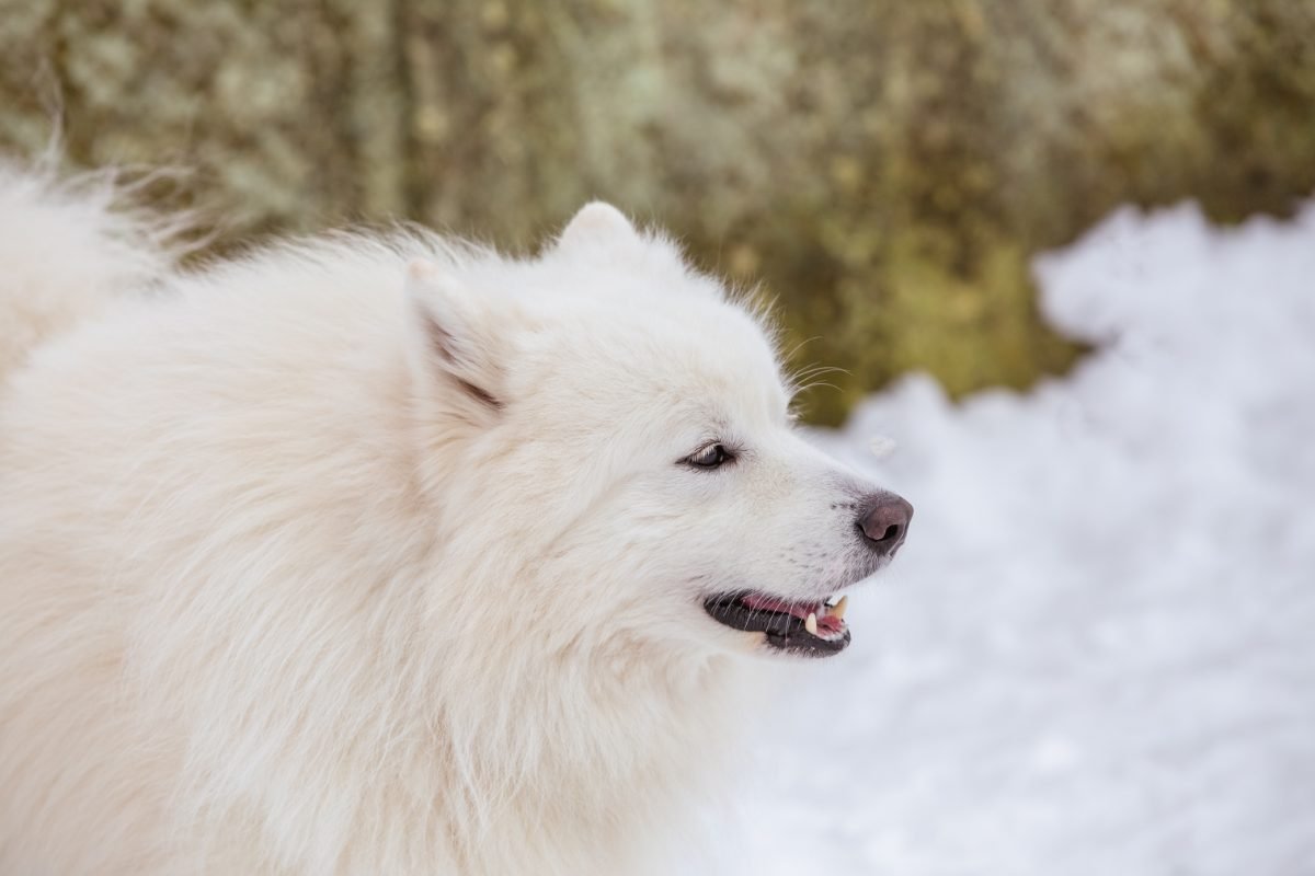Close up of a Samoyed muzzle showing the thick white coat