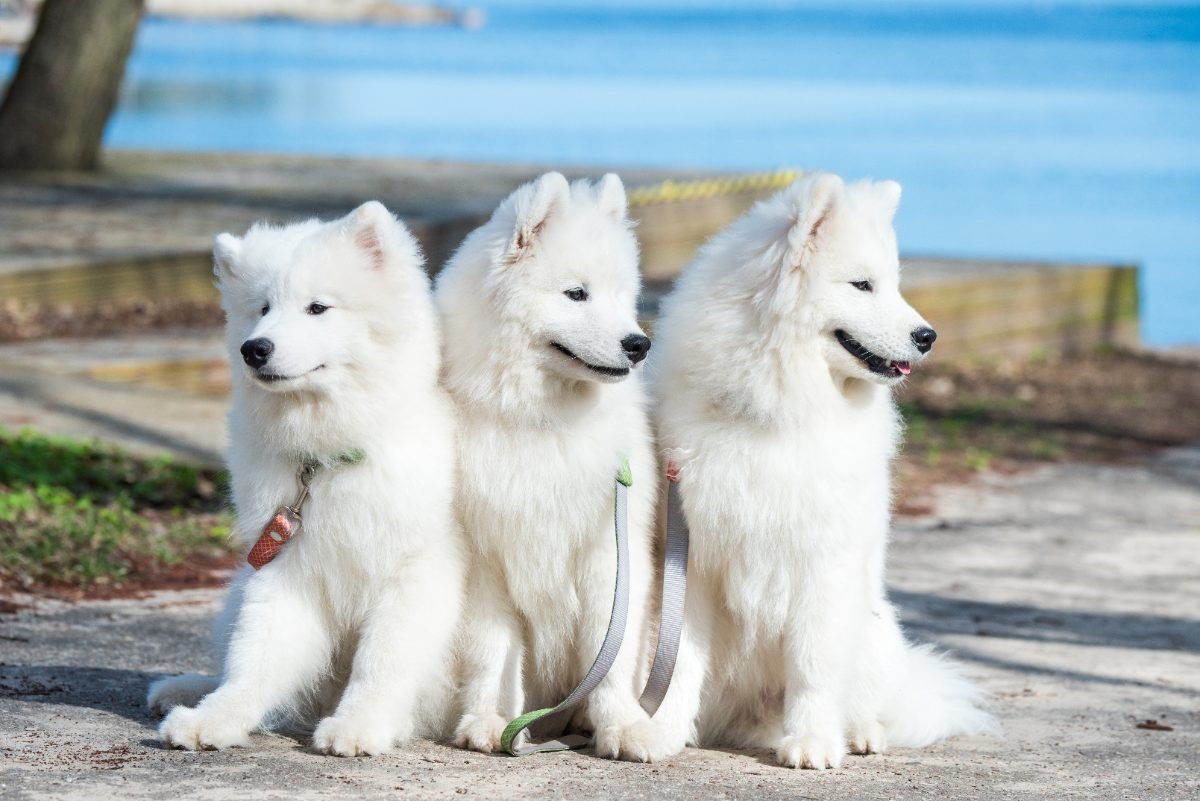 Three young white Samoyeds together in a park in spring