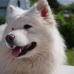6 Mistakes Samoyed Owners Make (And How to Avoid Them)