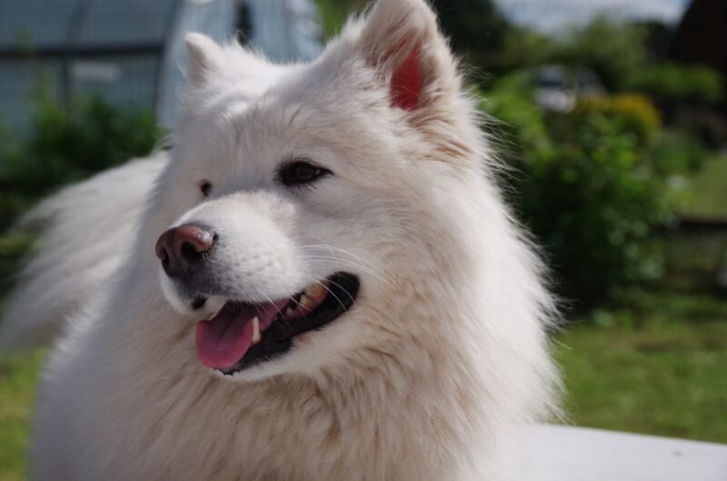 White Samoyed standing on green grass in a garden