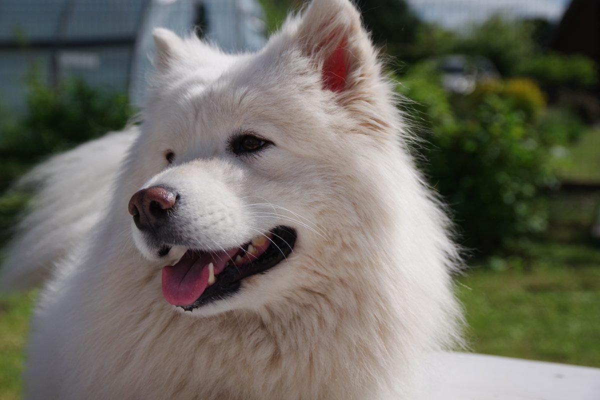 White Samoyed standing on green grass in a garden