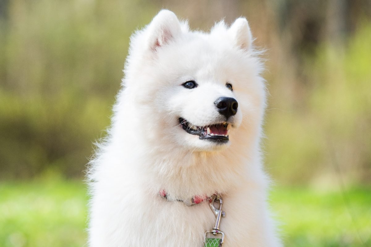 Samoyed walking on a leash along a park road