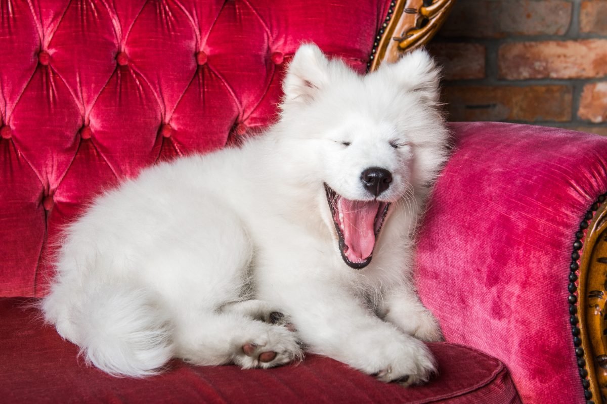 Samoyed puppy yawning on a couch indoors
