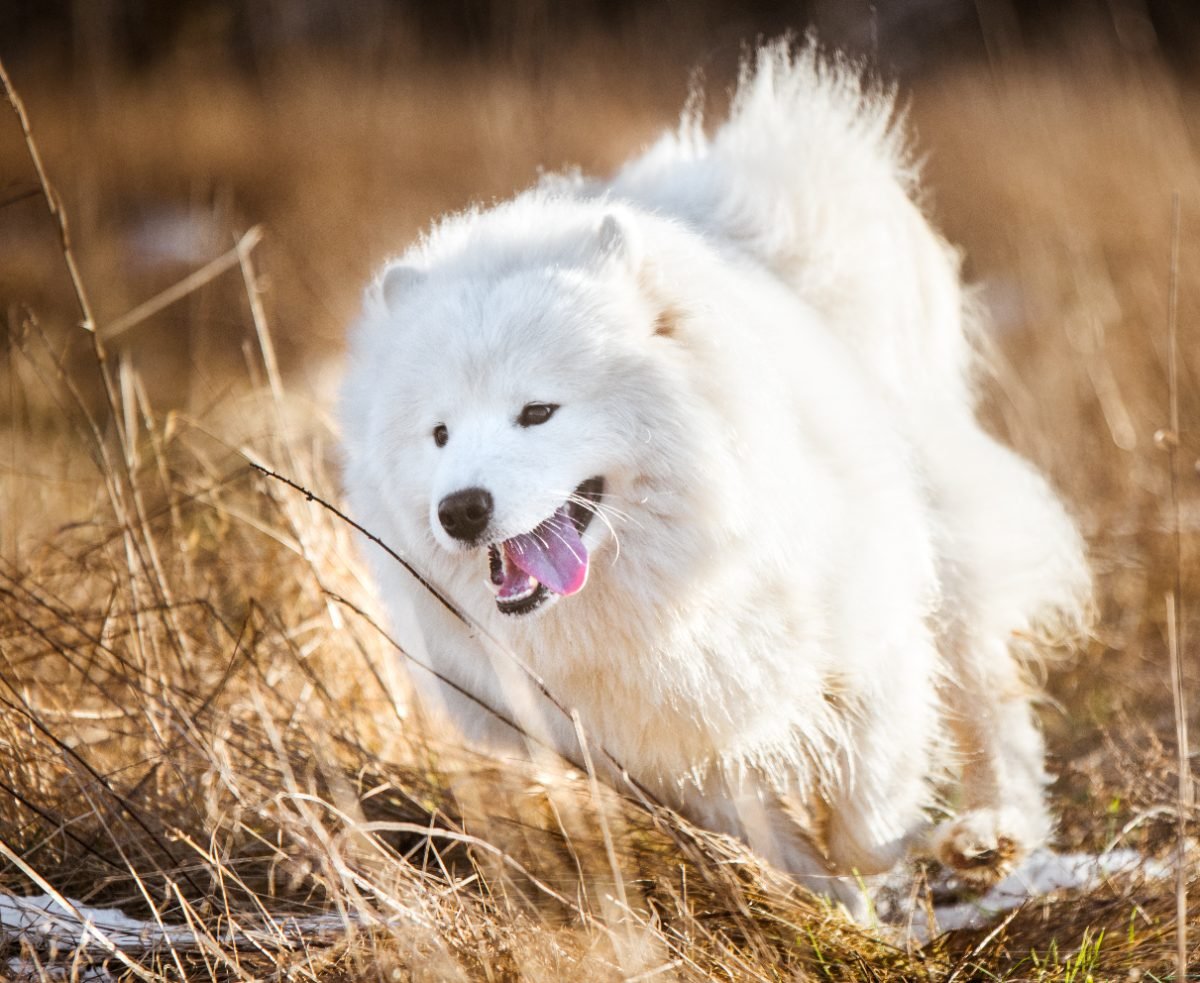 White fluffy Samoyed puppy running outside