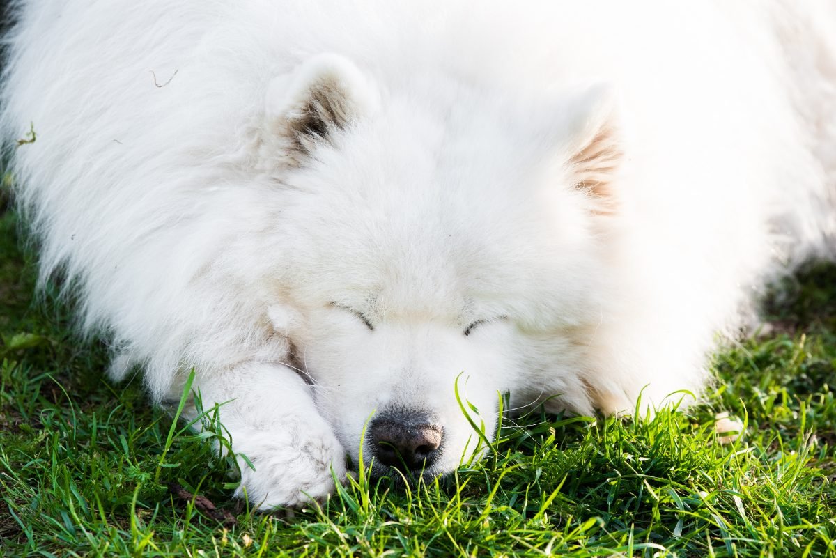 Portrait of an older Samoyed outdoors