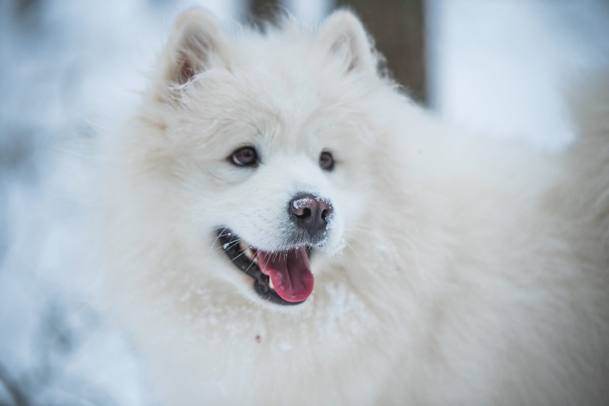 Close up portrait of a white Samoyed in a winter forest