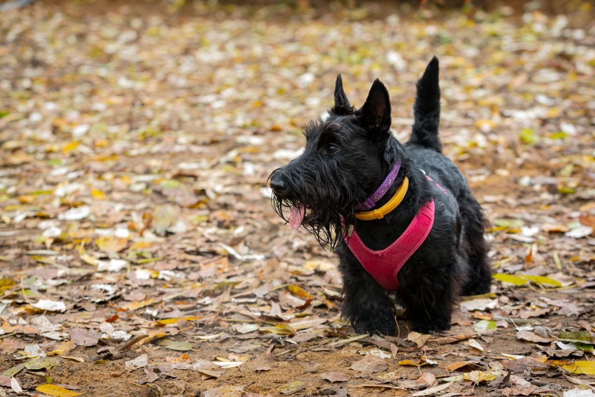 Black Scottish Terrier close up among fallen leaves