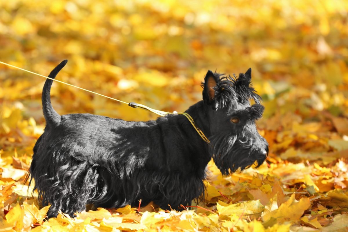 Scottish Terrier walking in an autumn park on a sunny day