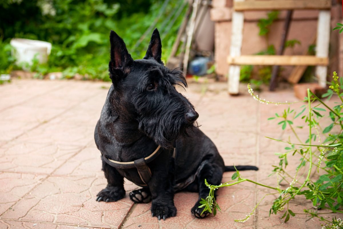 Black Scottish Terrier standing outdoors