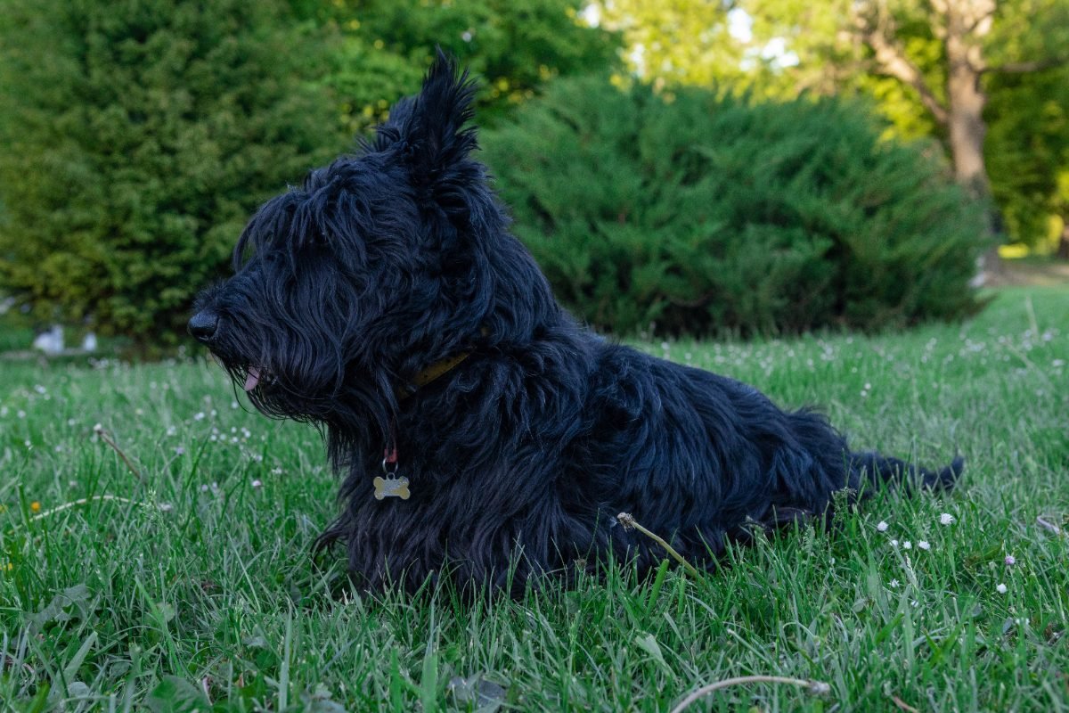 Scottish Terrier with long regrown coat resting on grass