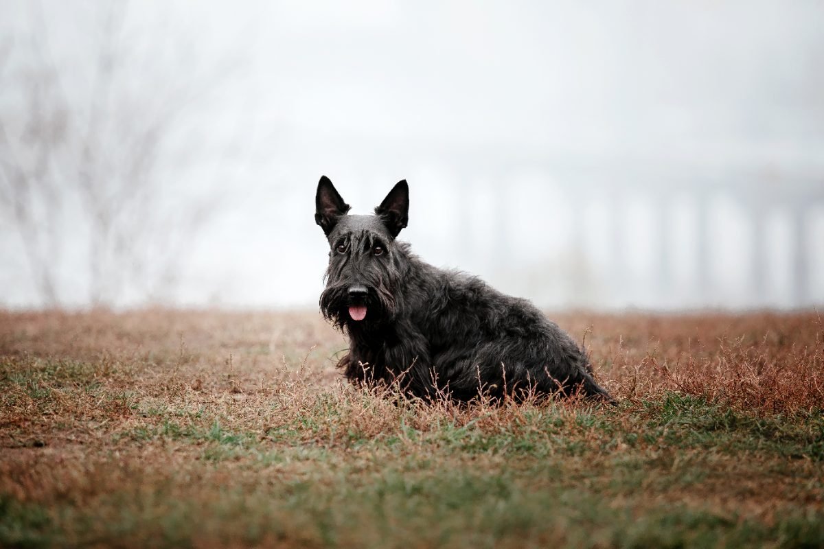 Scottish Terrier running in a park in autumn