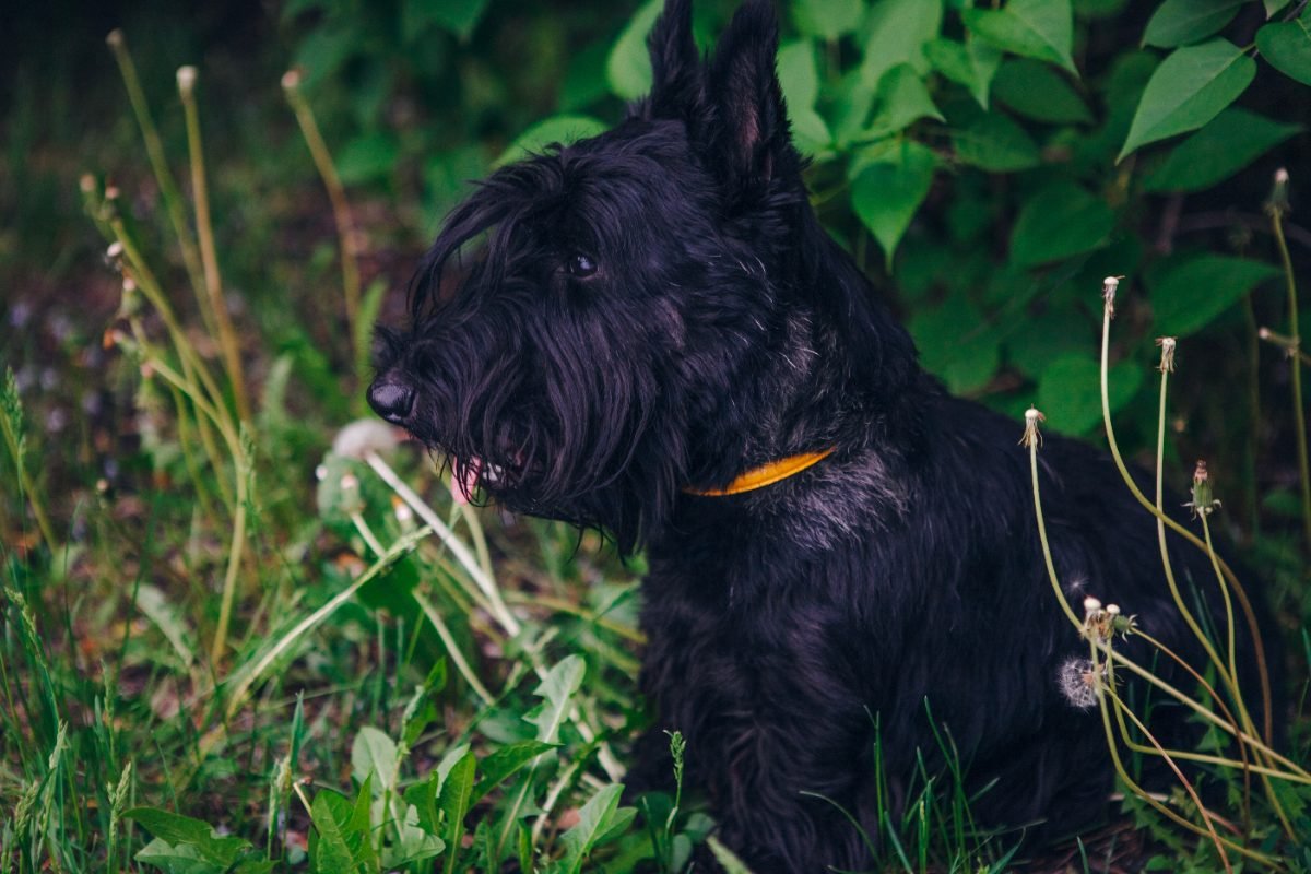 Scottish Terrier posing on green grass