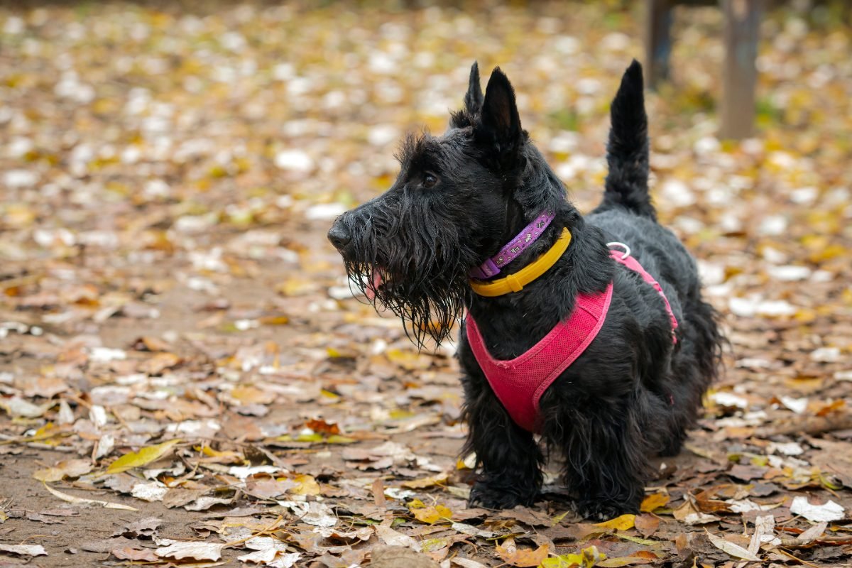 Close up of a Scottish Terrier among fallen autumn leaves