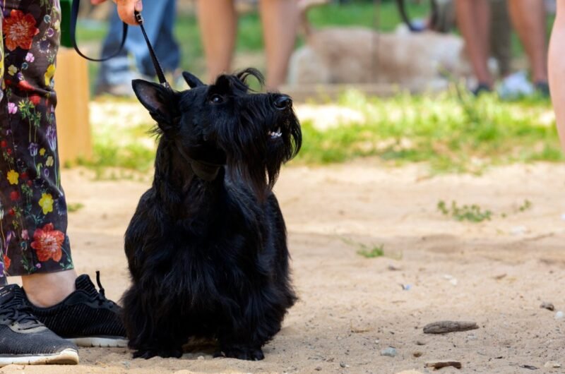 Scottish Terrier standing alert outdoors