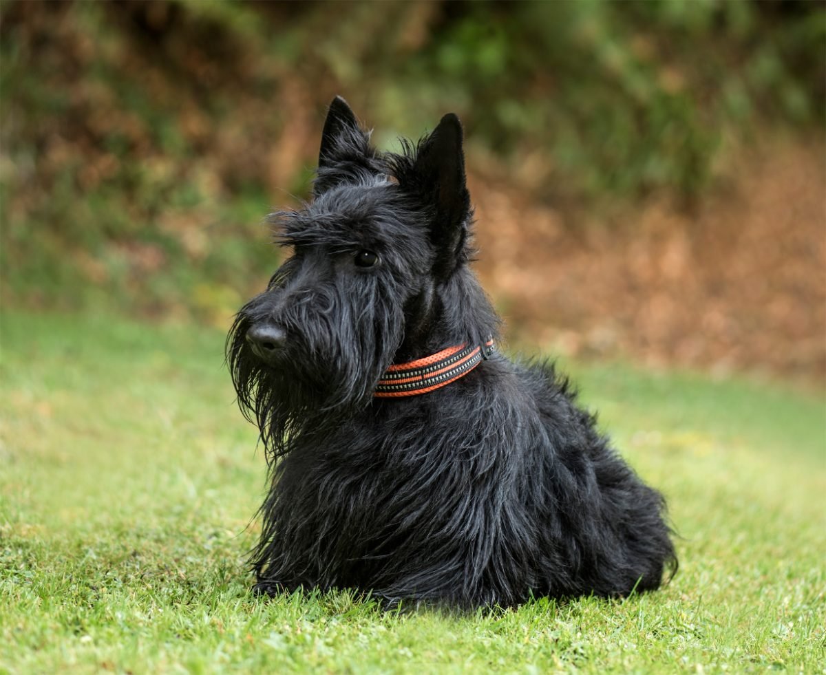 Two year old Scottish Terrier standing in a park