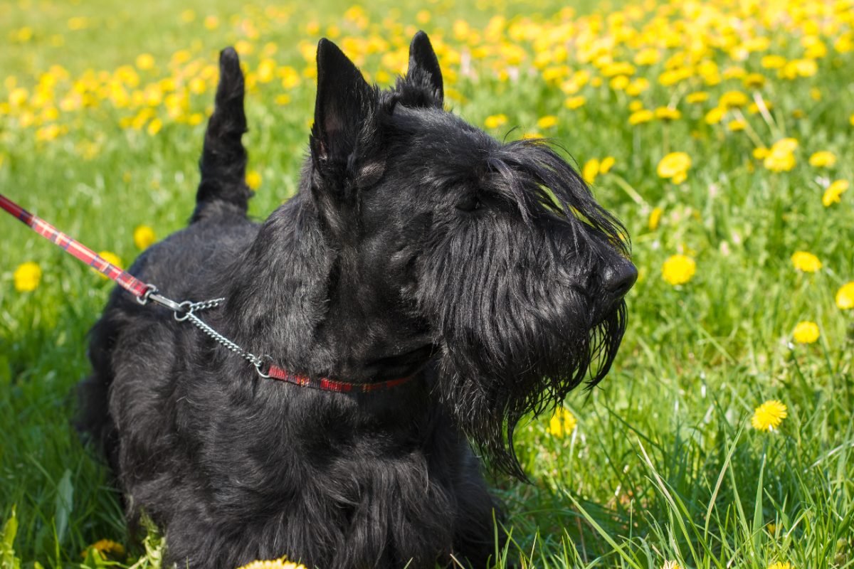 Black Scottish Terrier showing the breeds distinctive beard and eyebrows