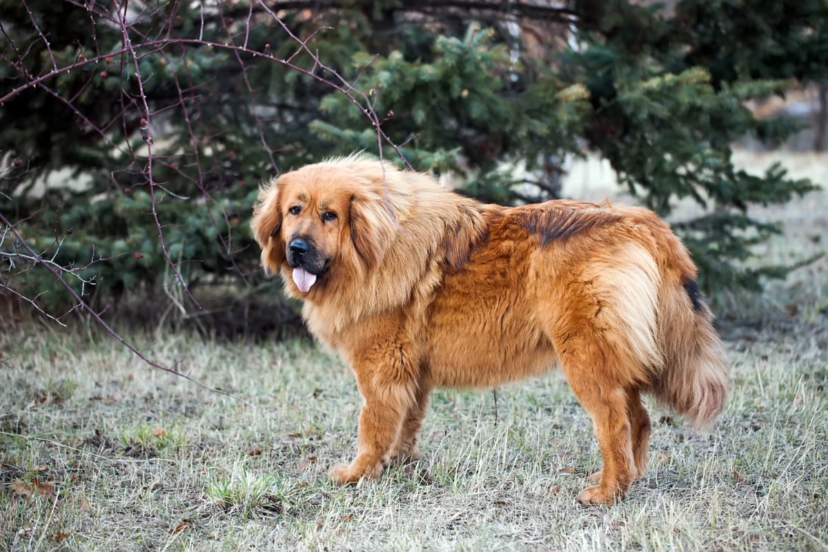 Adult Tibetan Mastiff with a full mane