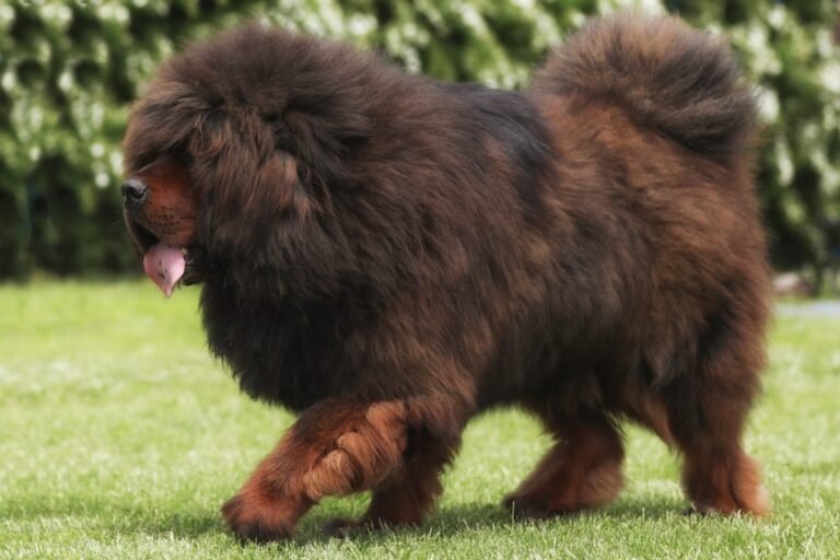Large Tibetan Mastiff standing outdoors on grass