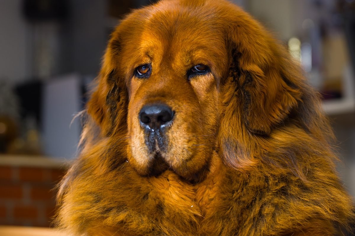 Adult Tibetan Mastiff with a deep red thick winter coat lying down