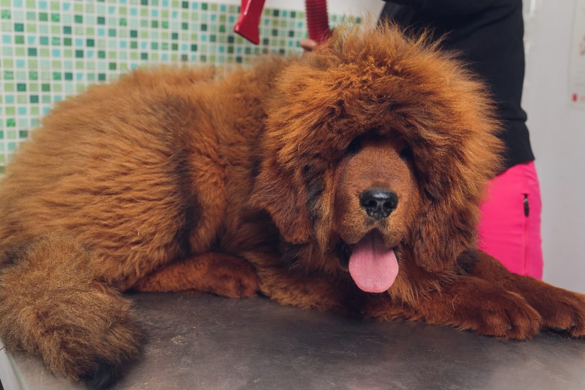 Professional groomer drying and combing a Tibetan Mastiff coat