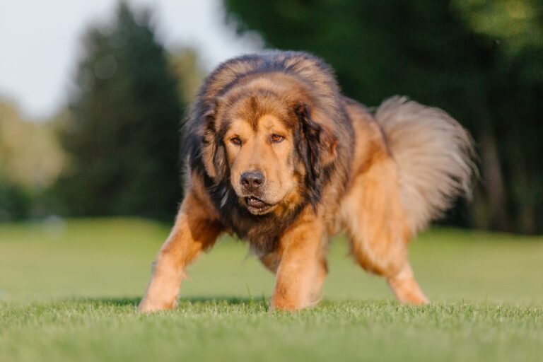 Tibetan Mastiff standing on grass outdoors