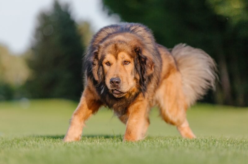 Tibetan Mastiff standing on grass outdoors