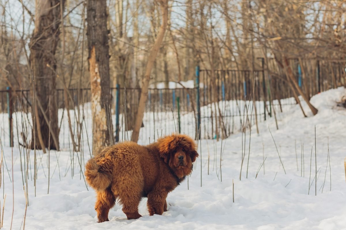 Red Tibetan Mastiff puppy standing in snow
