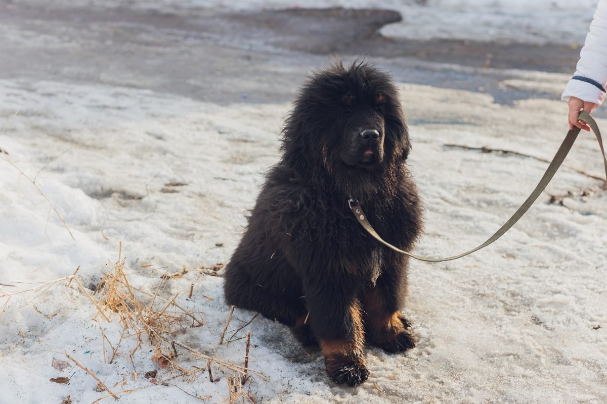 Tibetan Mastiff standing in deep snow
