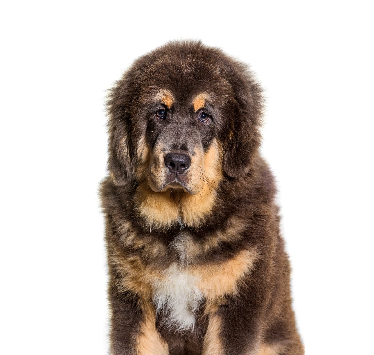 Head shot of a brown Tibetan Mastiff sitting
