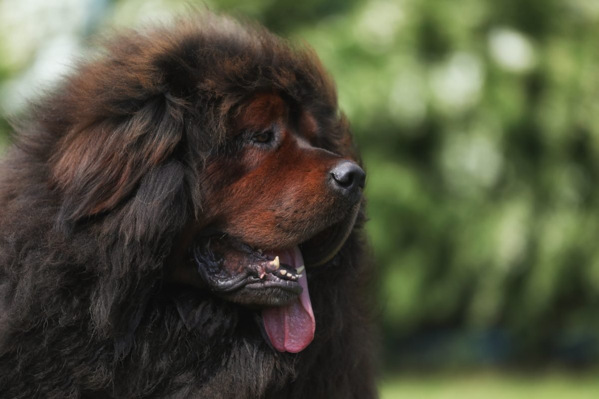 Large Tibetan Mastiff watching over an outdoor space
