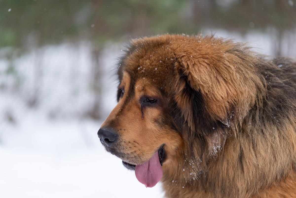 Portrait of a Tibetan Mastiff on a winter day