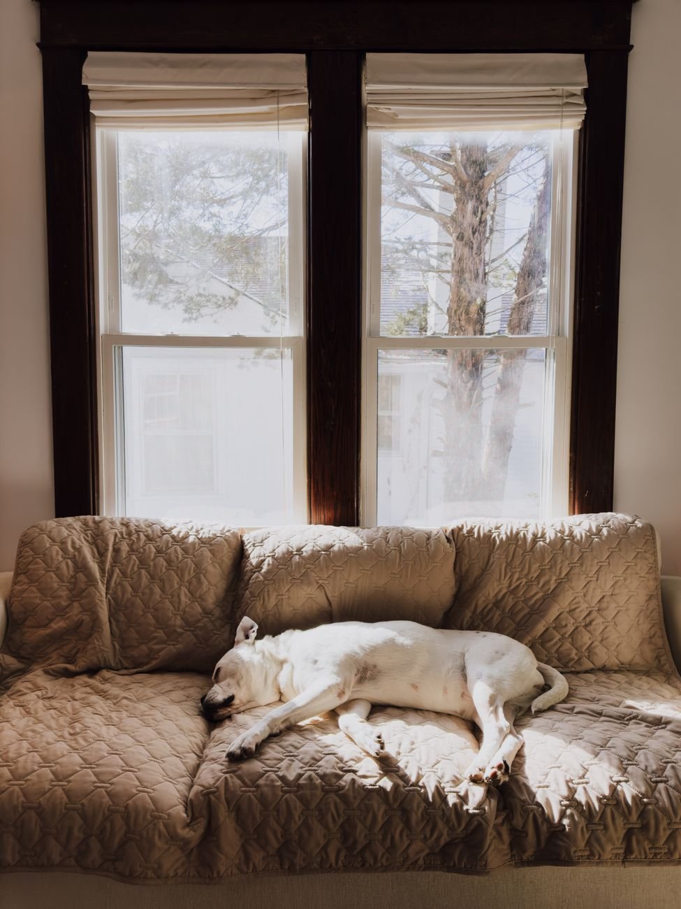 A dog sleeping on the couch in a tidy room