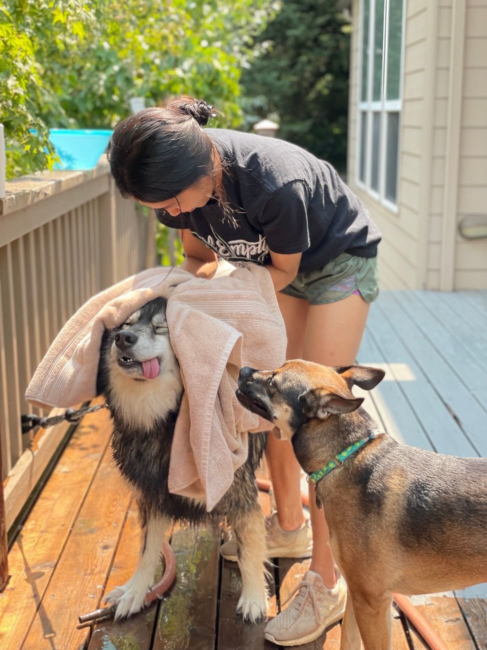 A dog wrapped in a towel after a bath