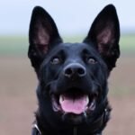 Black Dog Names: 120 Ideas for Boys and Girls