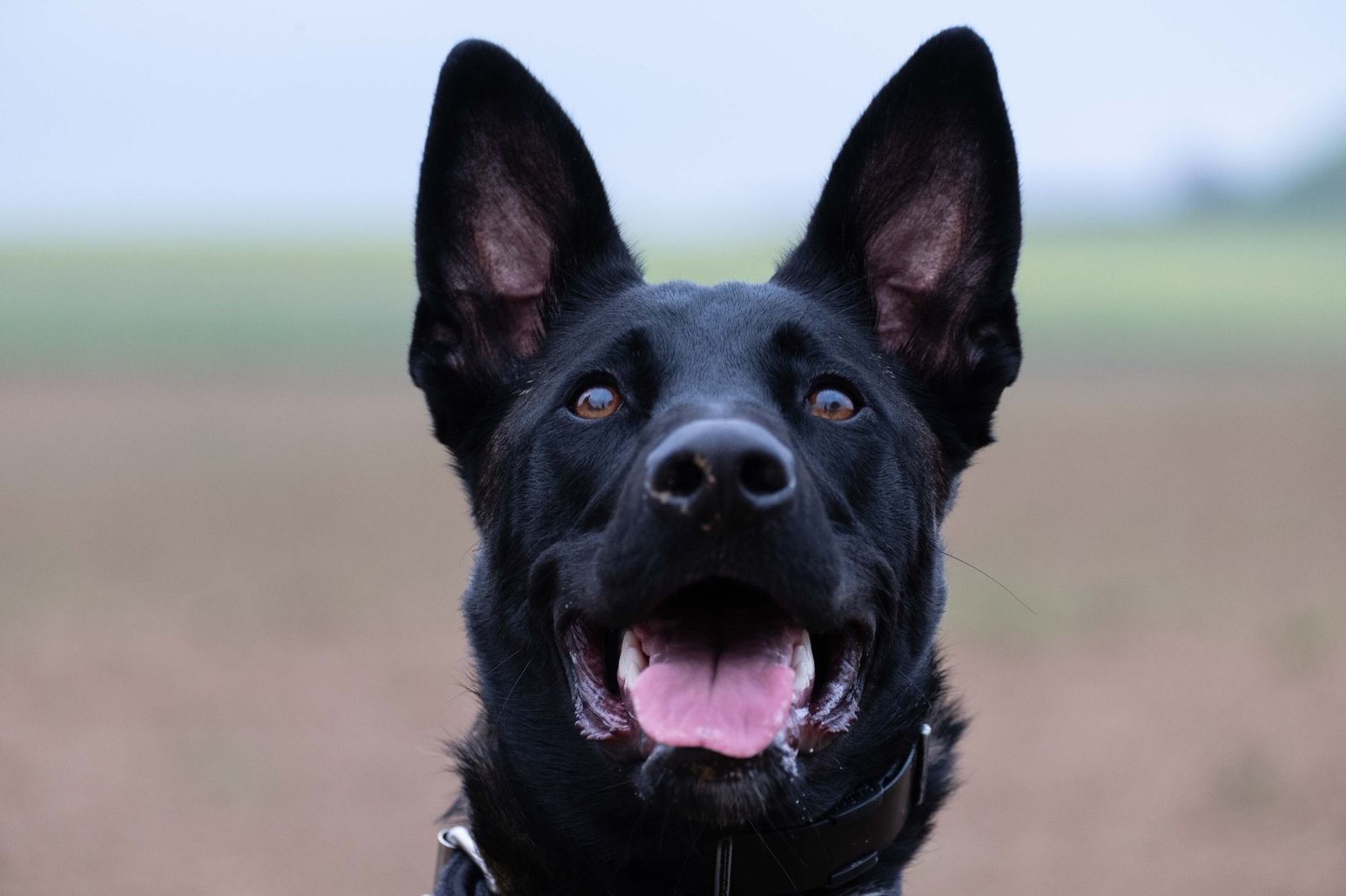 A happy black dog looking at the camera
