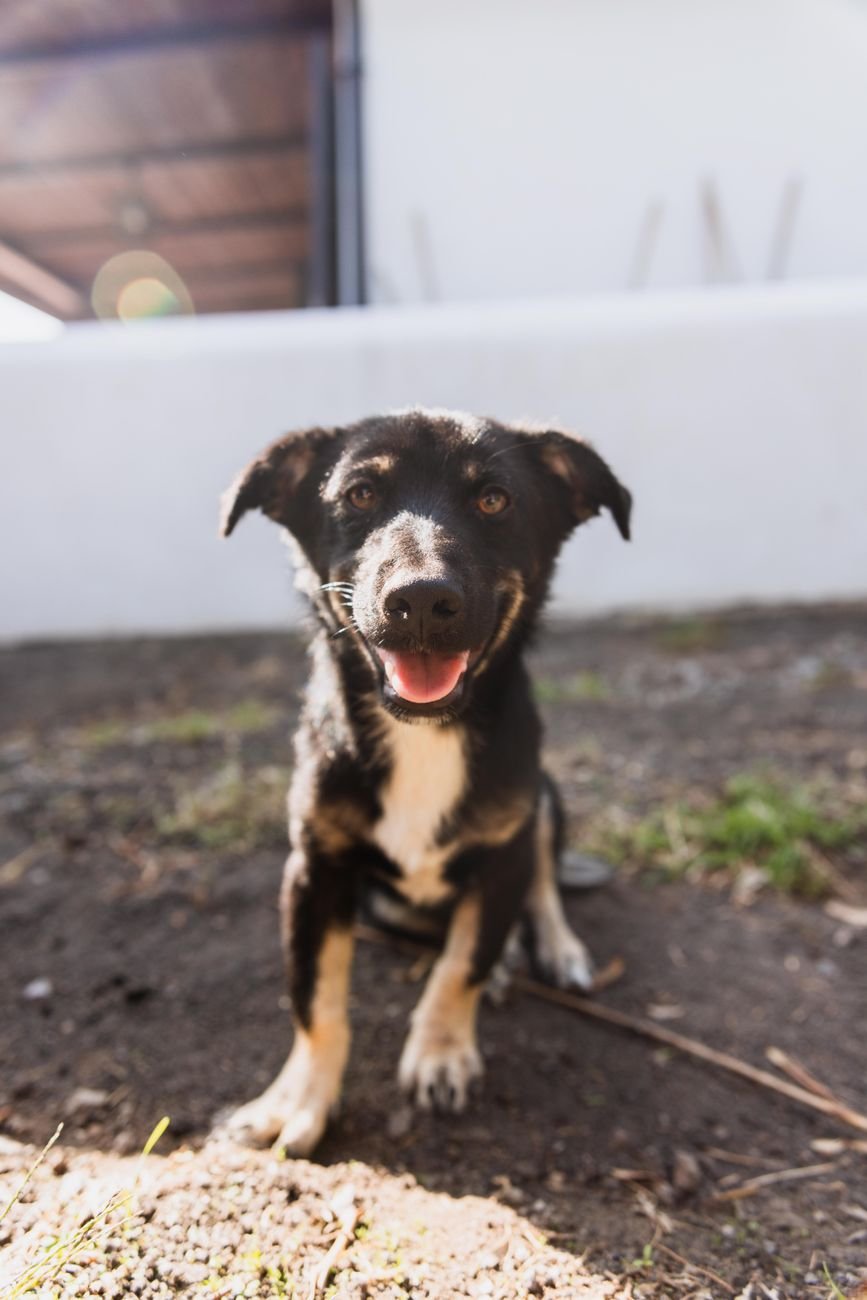 A black puppy sitting on a wooden floor