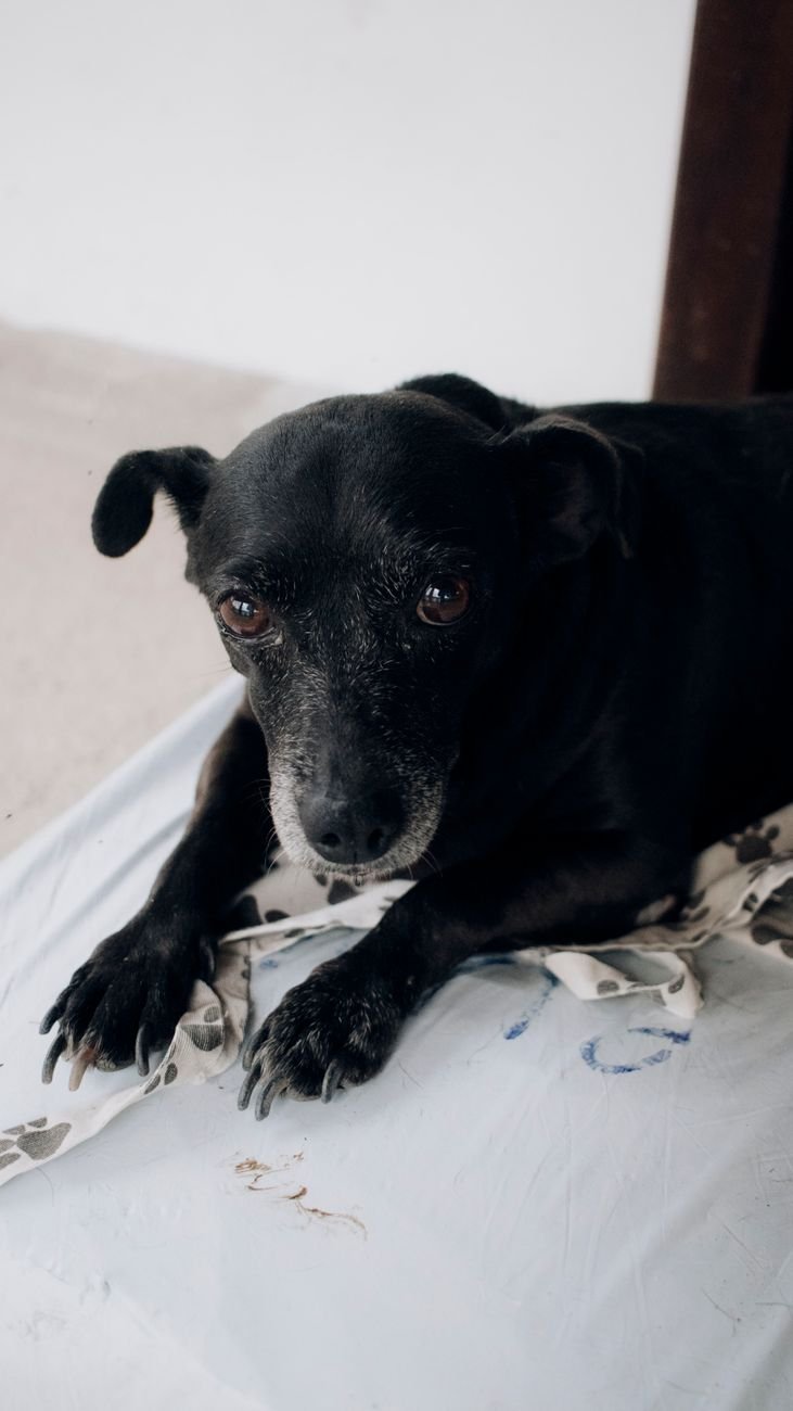 A black dog lying on a cozy blanket