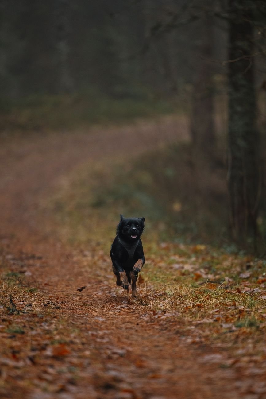 A black dog running in a grassy field