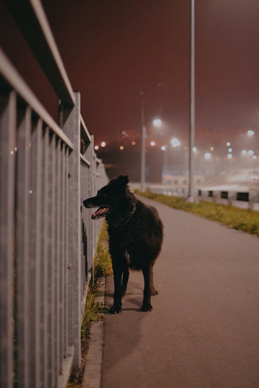 A black dog outside at night under string lights