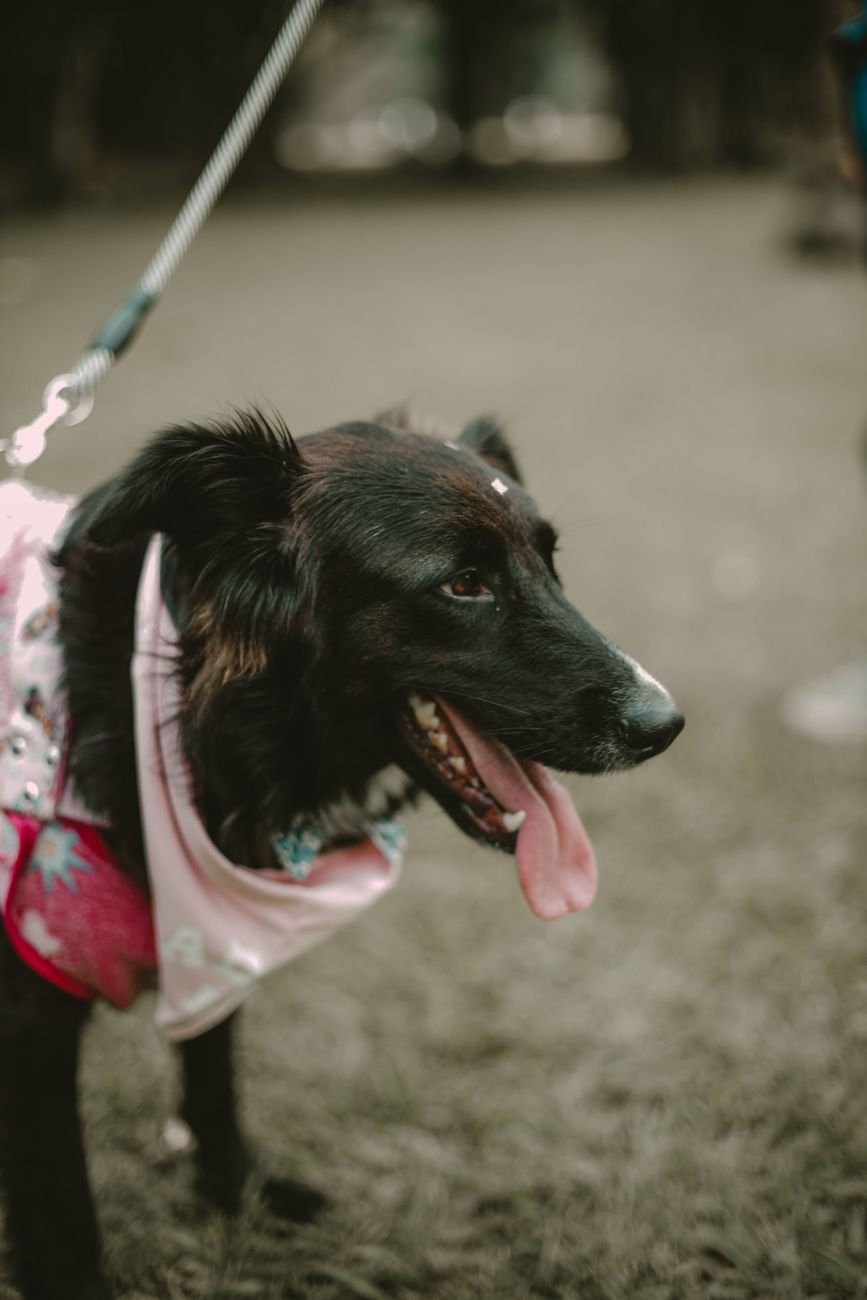A black dog with a bandana looking happy