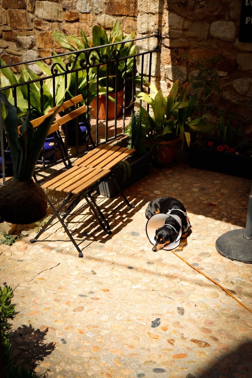 A black dog resting in the shade on a sunny day