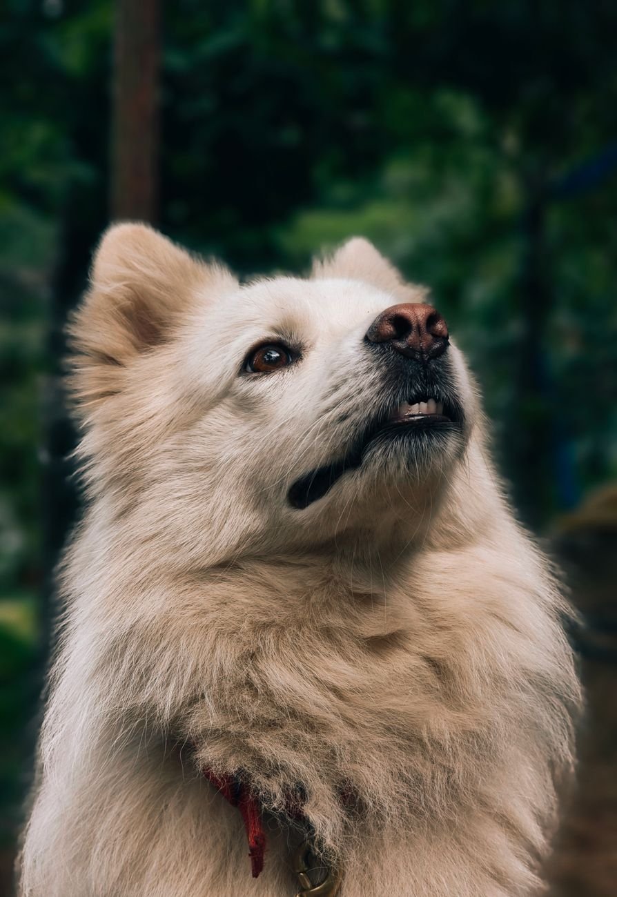 A dog looking up hopefully for a treat
