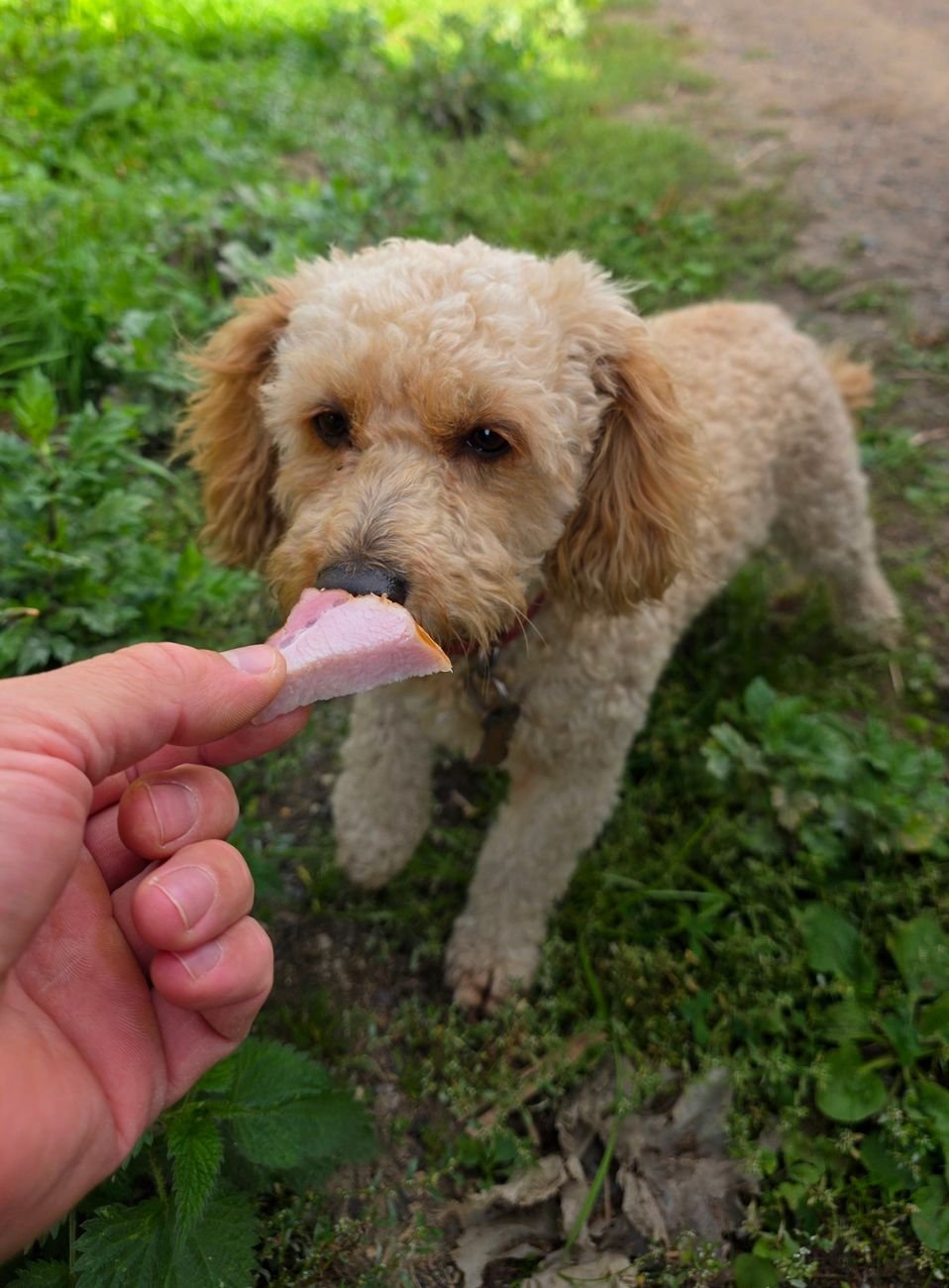 A small dog enjoying a treat outdoors