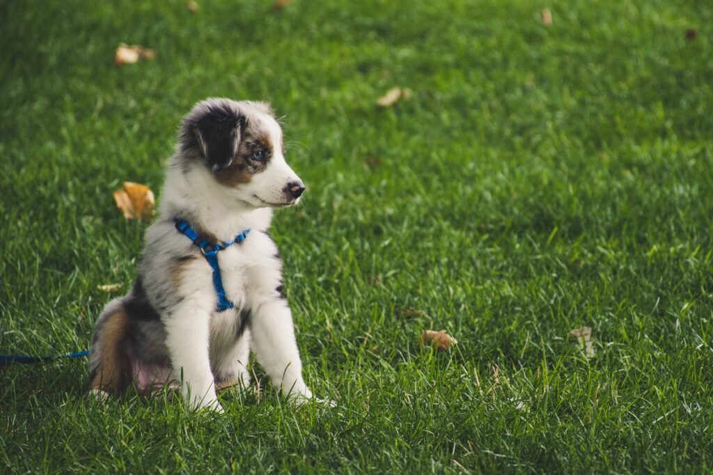 Boy Dog Names: 300 Strong, Cute and Funny Ideas