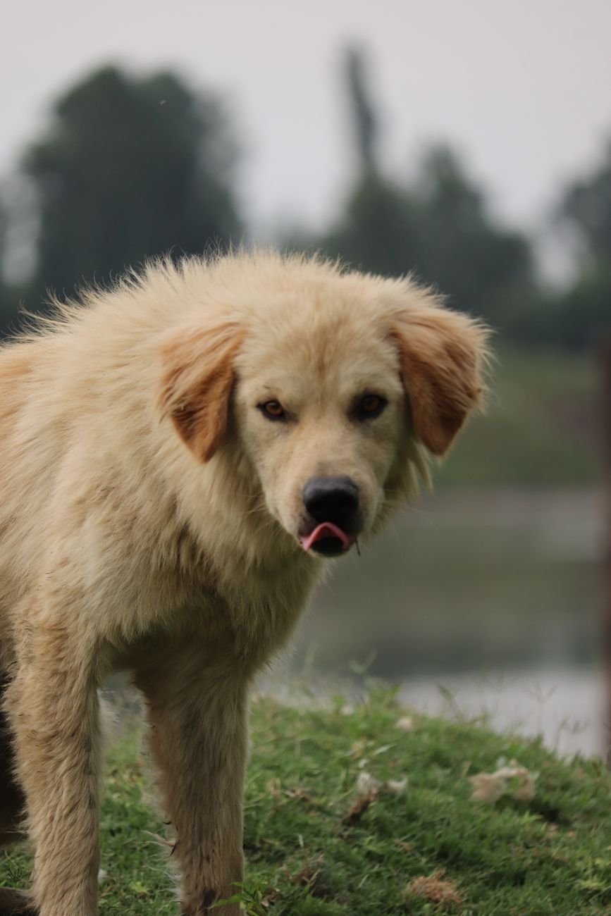 A goofy dog with its tongue out