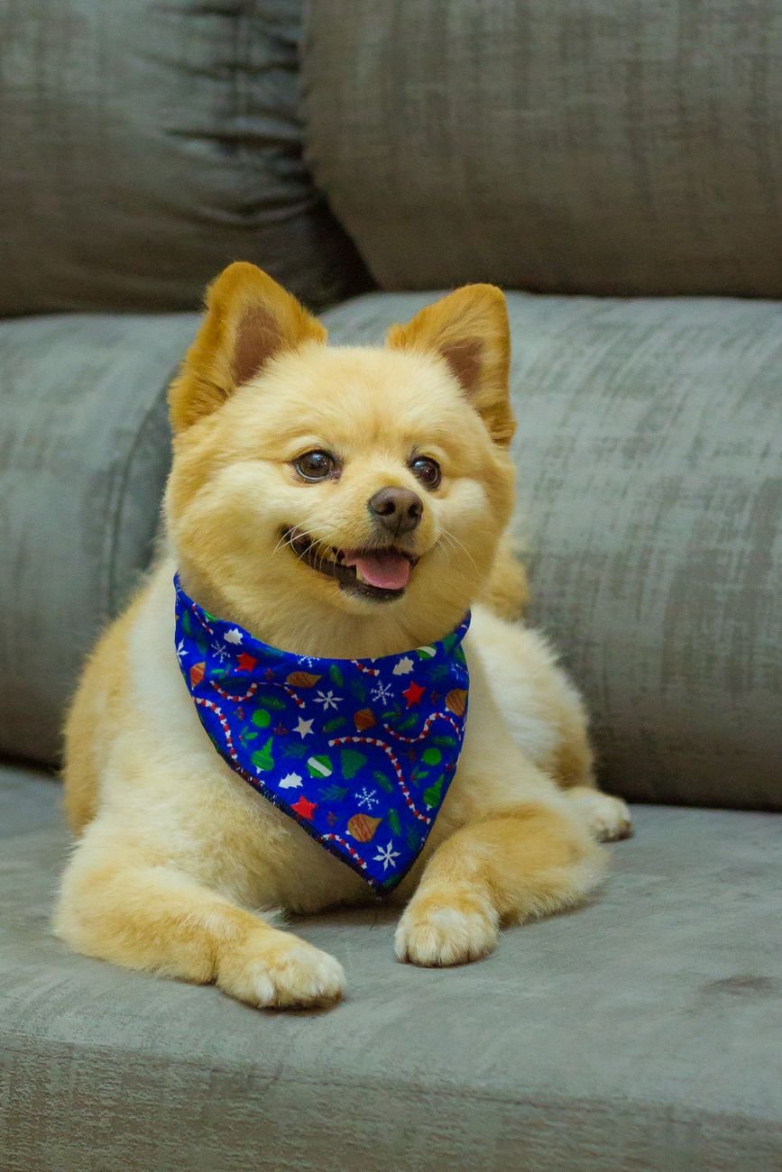 A small dog sitting on a sofa cushion