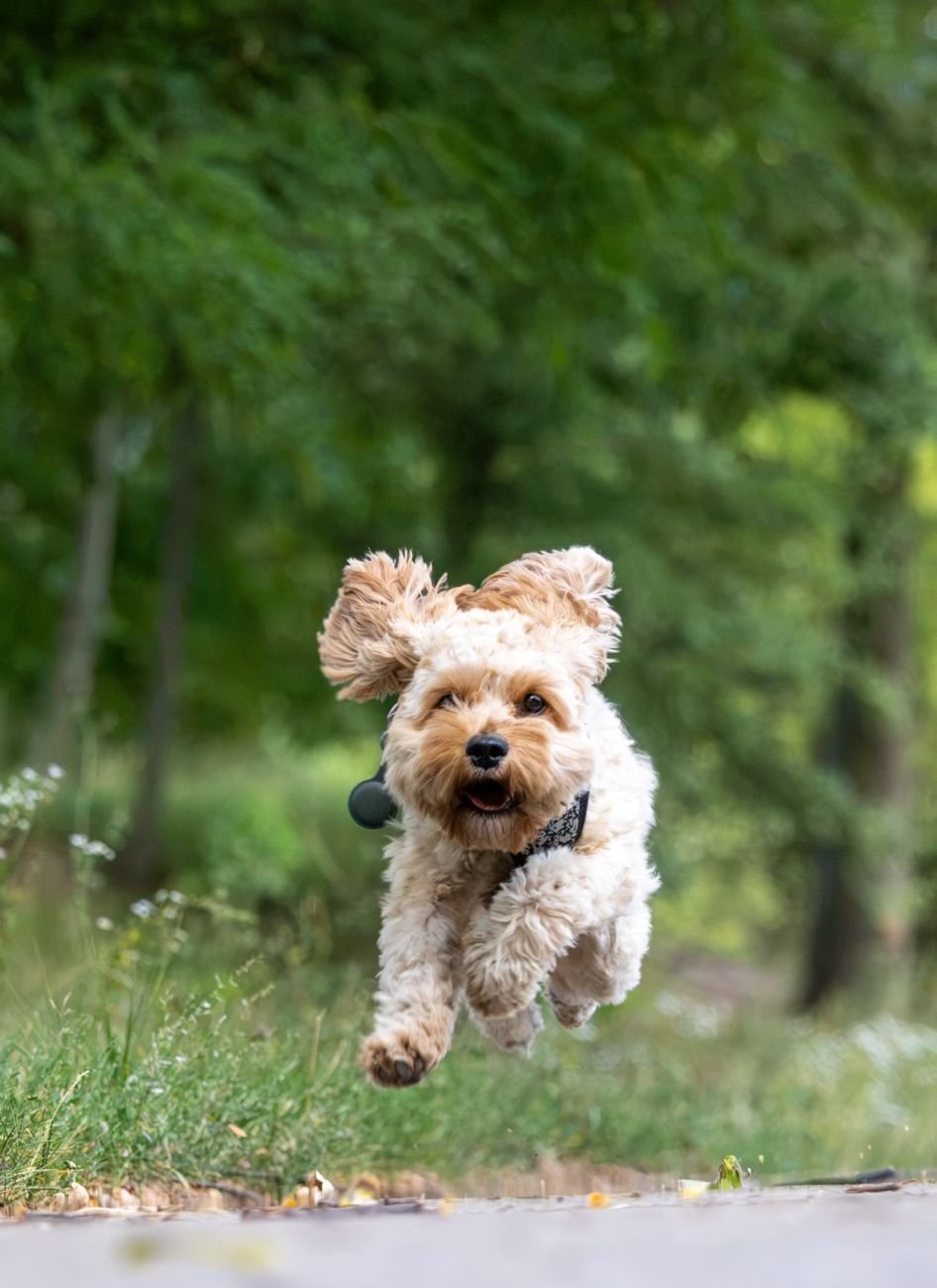 A dog running along a forest trail