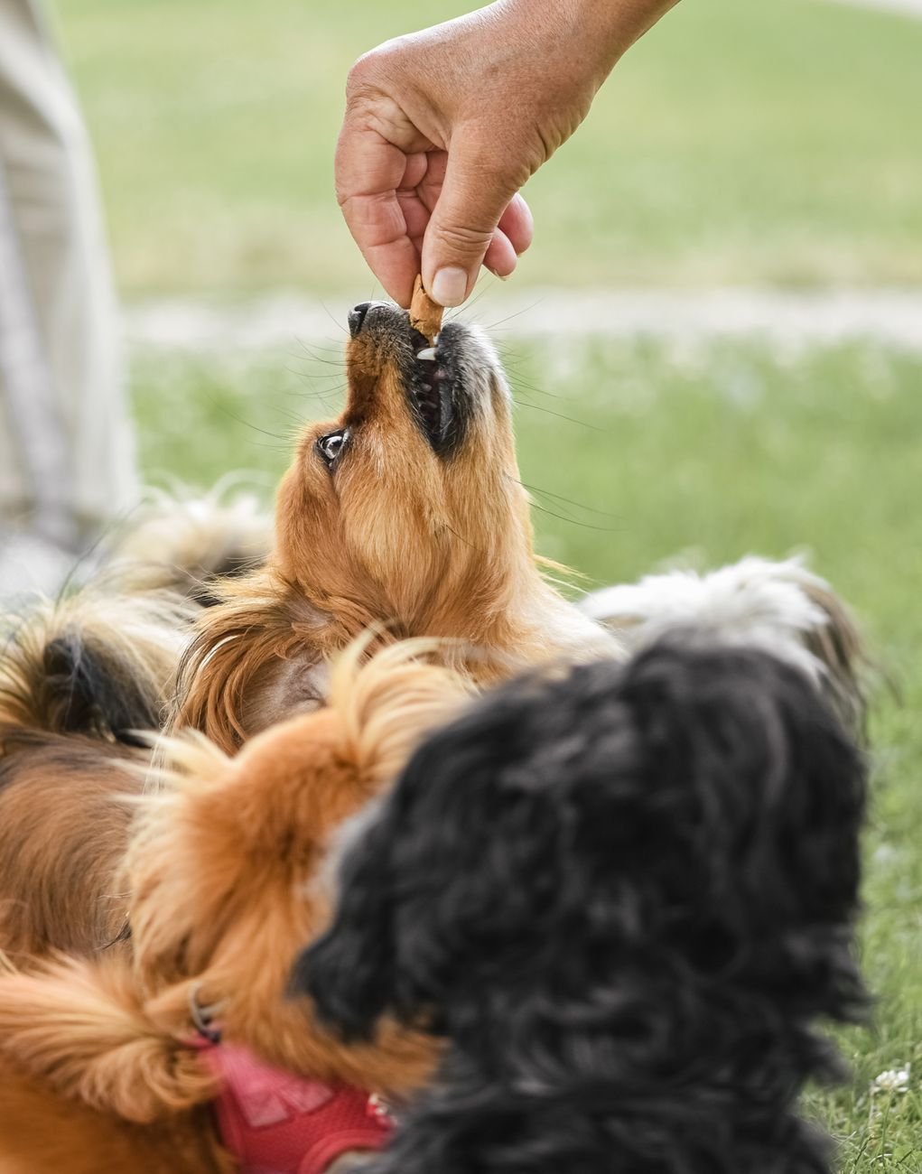 A puppy sitting and looking at its owner during training